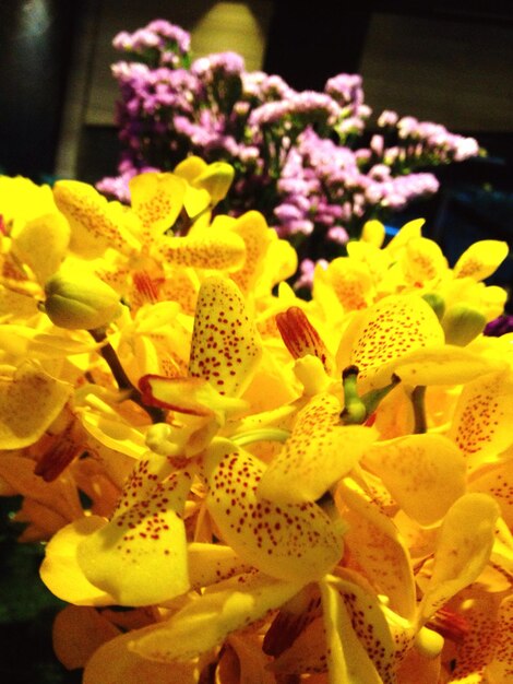 Close-up of yellow flowers blooming outdoors