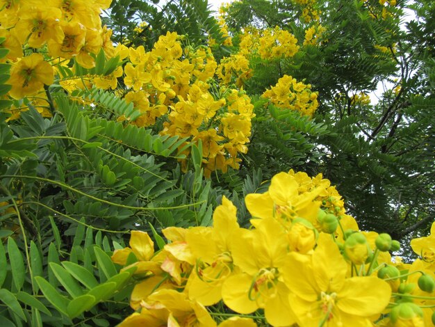 Close-up of yellow flowers blooming outdoors