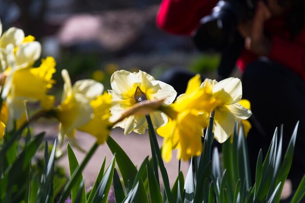 Photo close-up of yellow flowers blooming outdoors