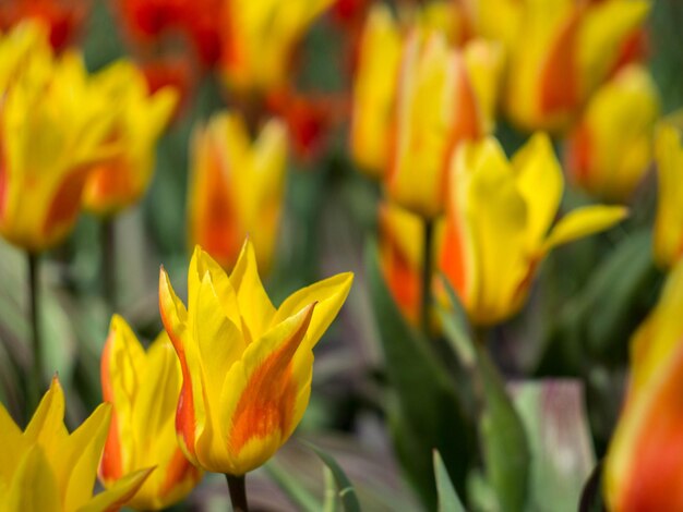 Close-up of yellow flowers blooming outdoors