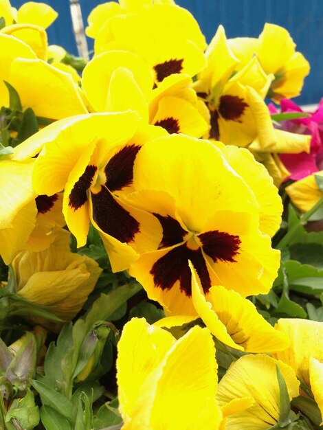 Close-up of yellow flowers blooming outdoors