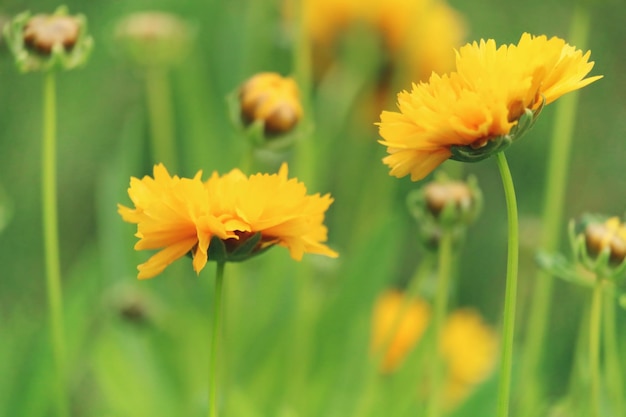 close-up of yellow flowers blooming at park