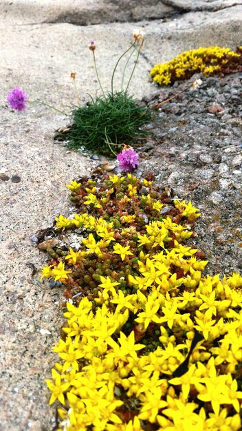 Close-up of yellow flowers blooming in park