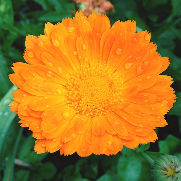 Foto close-up di fiori gialli in fiore nel parco