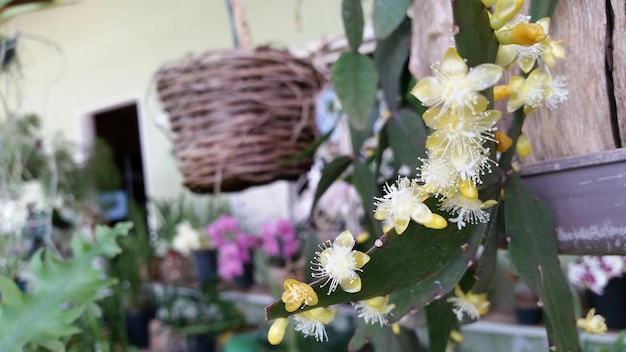 Close-up of yellow flowers blooming in shop