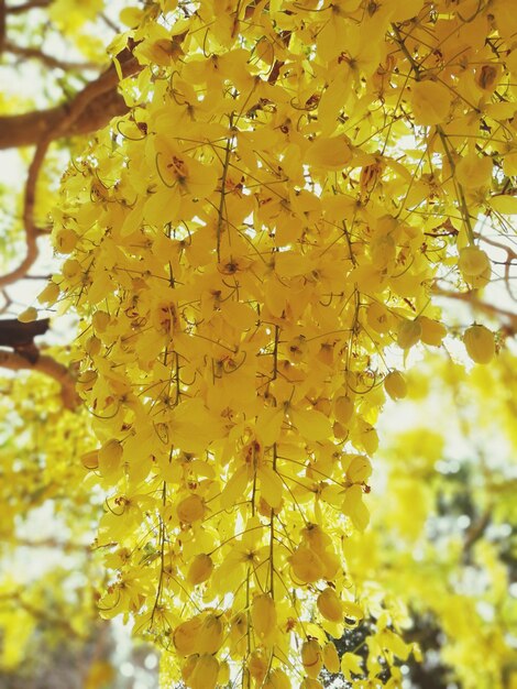 Close-up of yellow flowers blooming on tree