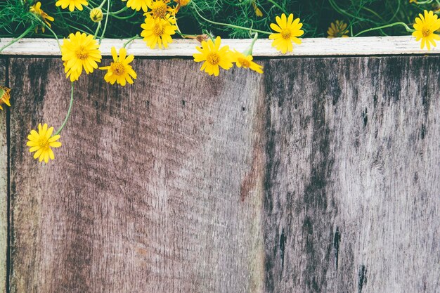 Foto close-up di fiori gialli che fioriscono su un muro di supporto in legno