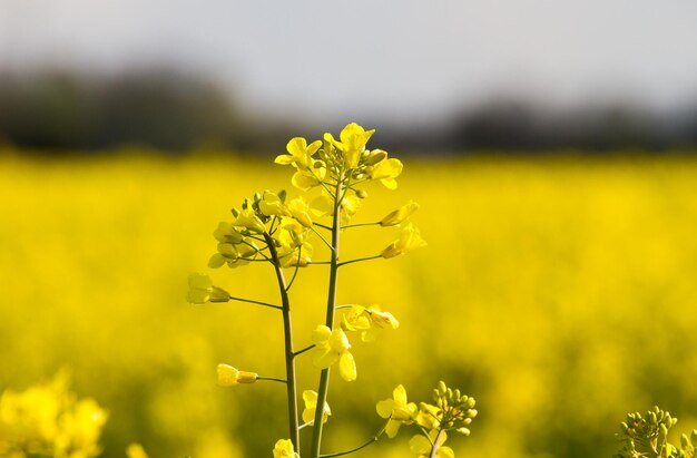 Close-up of yellow flowers blooming