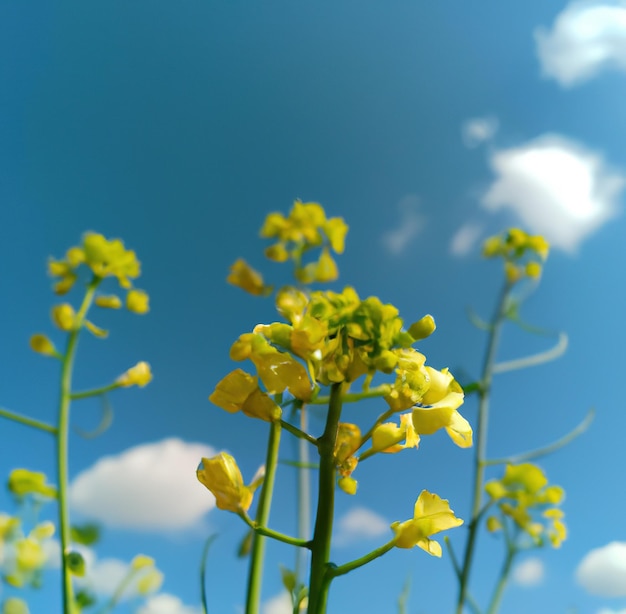 Close up of yellow flowers over blue sky created using generative ai technology