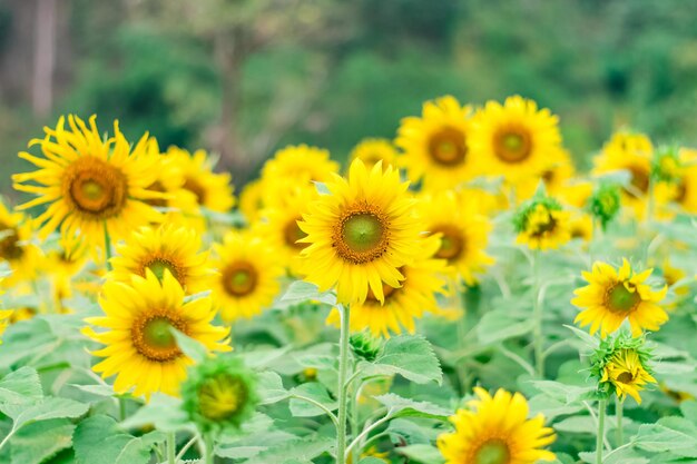 Close-up of yellow flowers on field