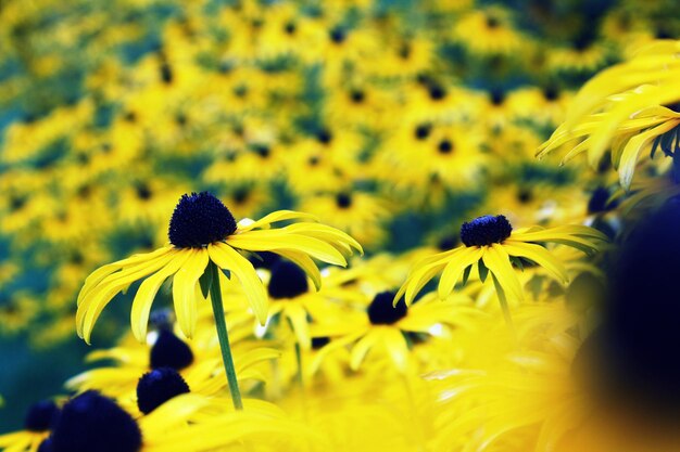 Photo close-up of yellow flowers in field