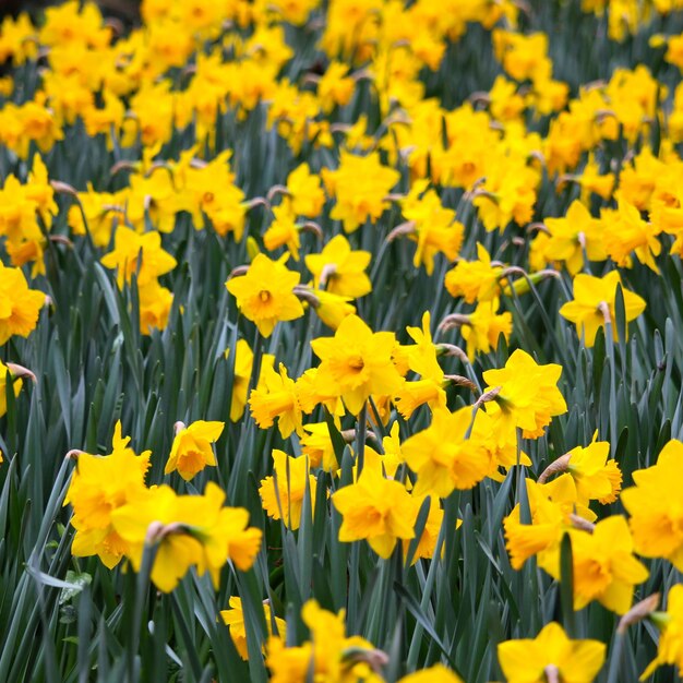 Close-up of yellow flowers in field