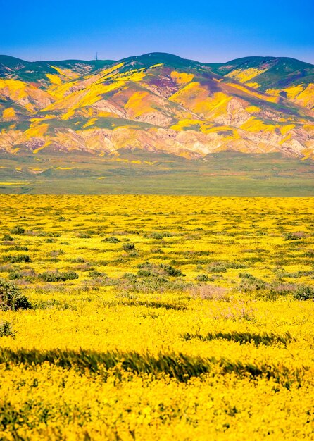 Close-up of yellow flowers growing in field at sunset