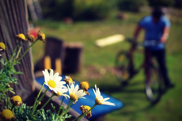 Foto close-up di fiori gialli che crescono in campo