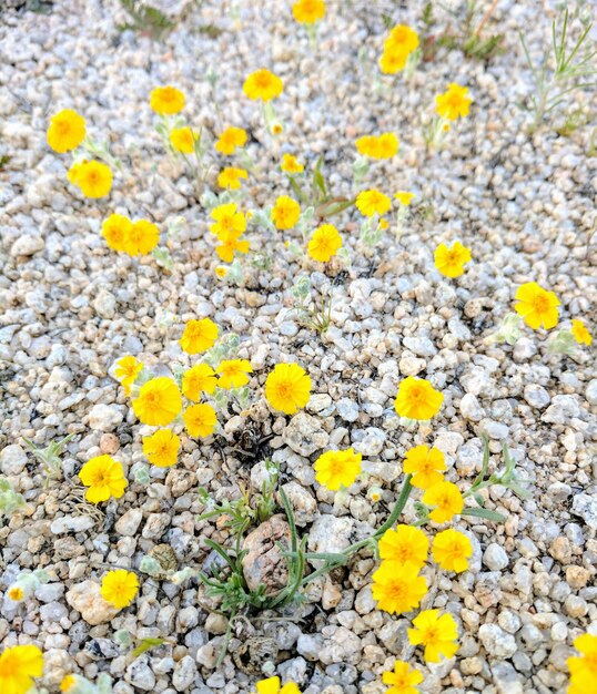 Close-up of yellow flowers growing on field