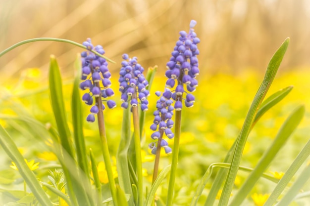 Close-up of yellow flowers growing in field