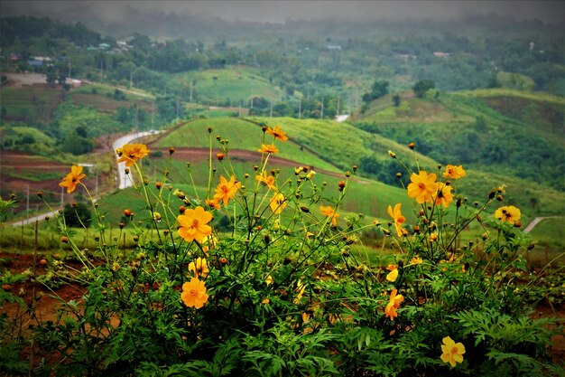 Close-up of yellow flowers growing in field