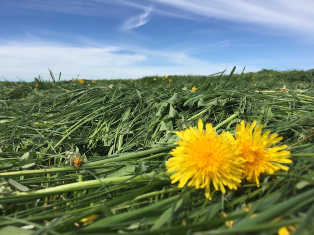 Foto close-up di fiori gialli che crescono in campo