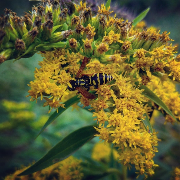 Photo close-up of yellow flowers growing on plant