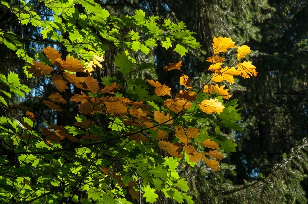 Close-up of yellow flowers growing on tree