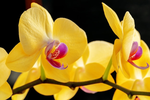 Photo close up of yellow flowers of orchid on blurred background