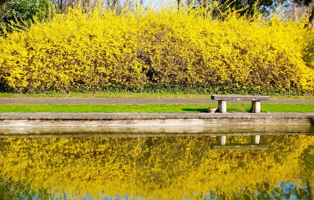 Close-up of yellow flowers in park