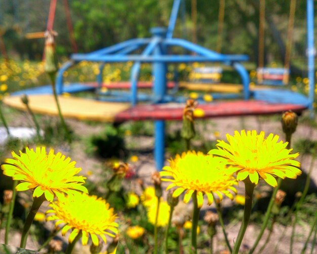 Close-up of yellow flowers in park