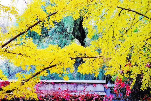 Close-up of yellow flowers on tree during autumn