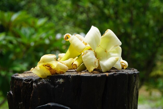 Close-up of yellow flowers on tree stump