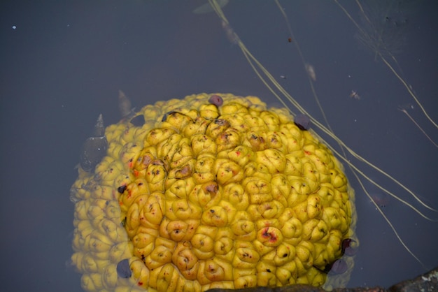 Photo close-up of yellow flowers in water