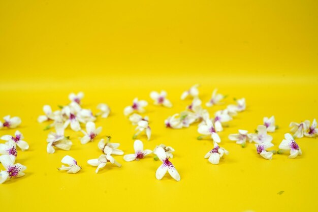 Close-up of yellow flowers over white background