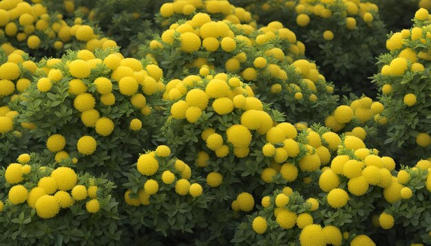 Photo a close up of yellow flowers with the yellow background