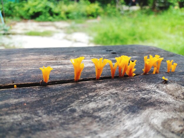 Close-up of yellow flowers on wood