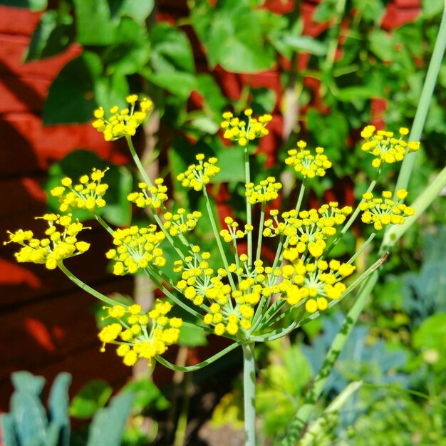 Close-up of yellow flowers