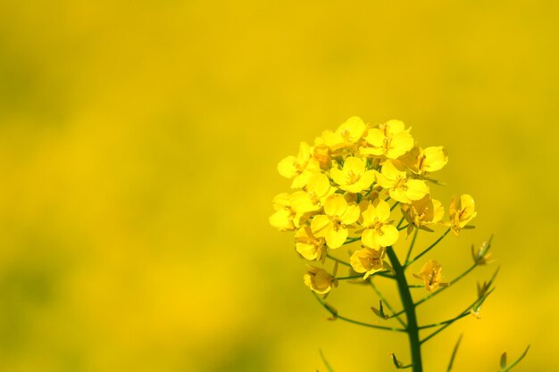 Close-up of yellow flowers