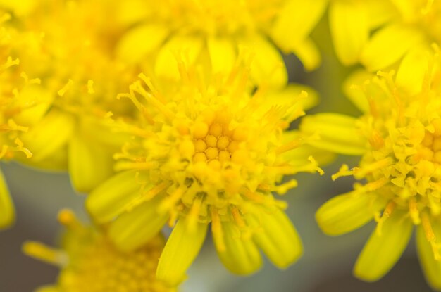 Close-up of yellow flowers