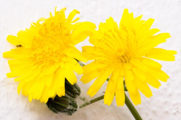 Close-up of yellow flowers