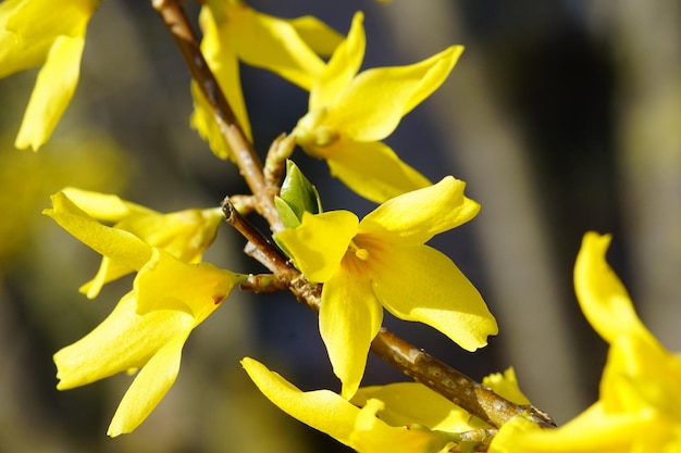 Foto close-up di fiori gialli