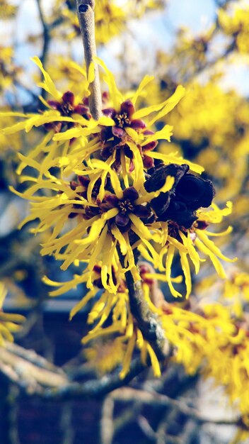 Foto close-up di fiori gialli