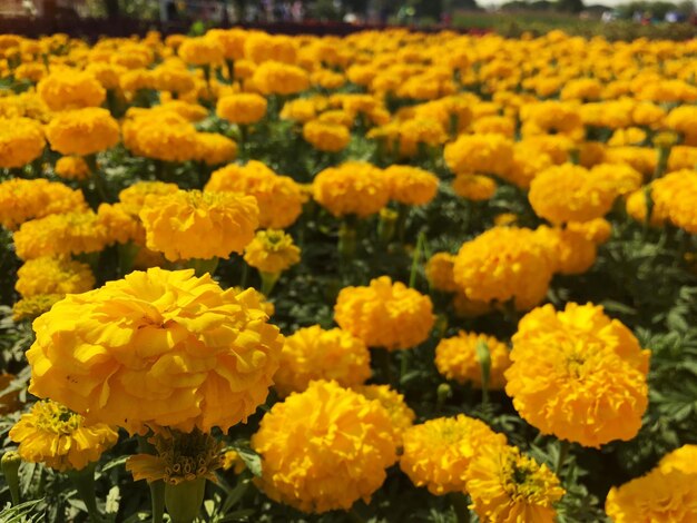 Close-up of yellow flowers