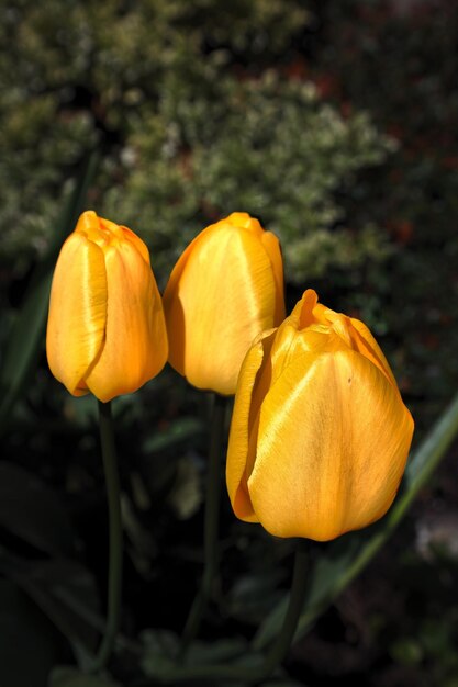 Foto close-up di fiori gialli