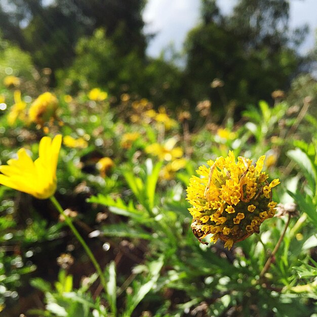 Close-up of yellow flowers