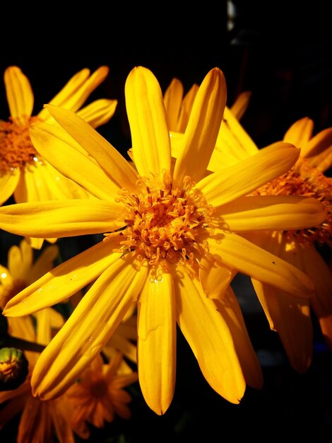 Close-up of yellow flowers