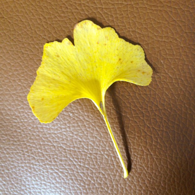 黃色花的近距離拍攝