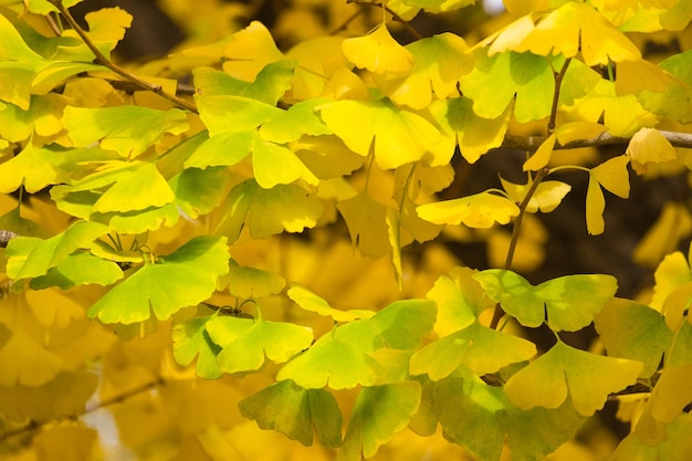 Close-up of yellow flowers