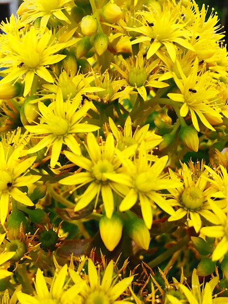 Close-up of yellow flowers