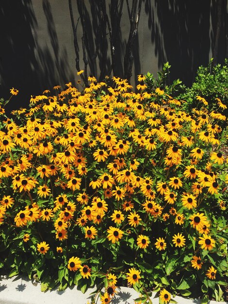 Photo close-up of yellow flowers