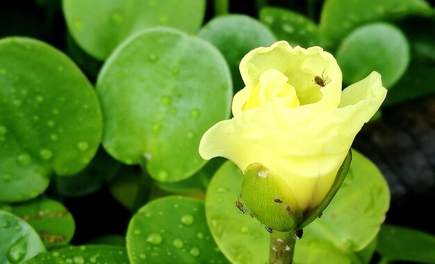 Close-up of yellow flowers