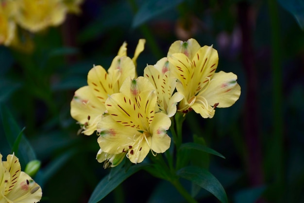 Foto close-up di fiori gialli