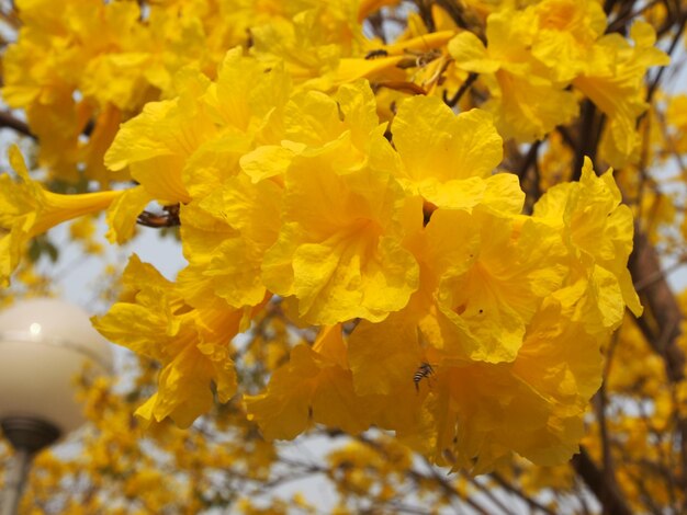 Close-up of yellow flowers